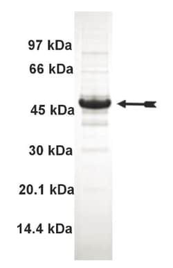 Eurofins DiscoverX PRKX Protein, Active 10 &mu;g | Buy Online | Eurofins DiscoverX | Fisher Scientific